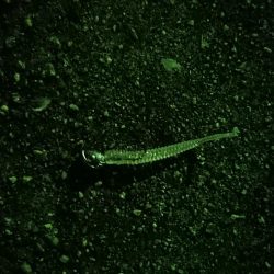 タケノコメバル狙い